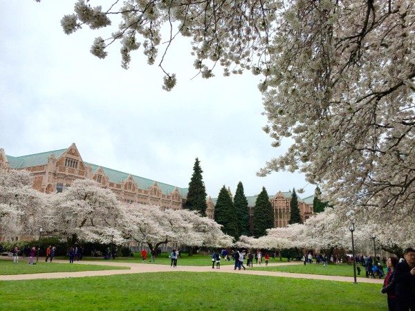 The Blooming Cherry Trees at the University of Washington