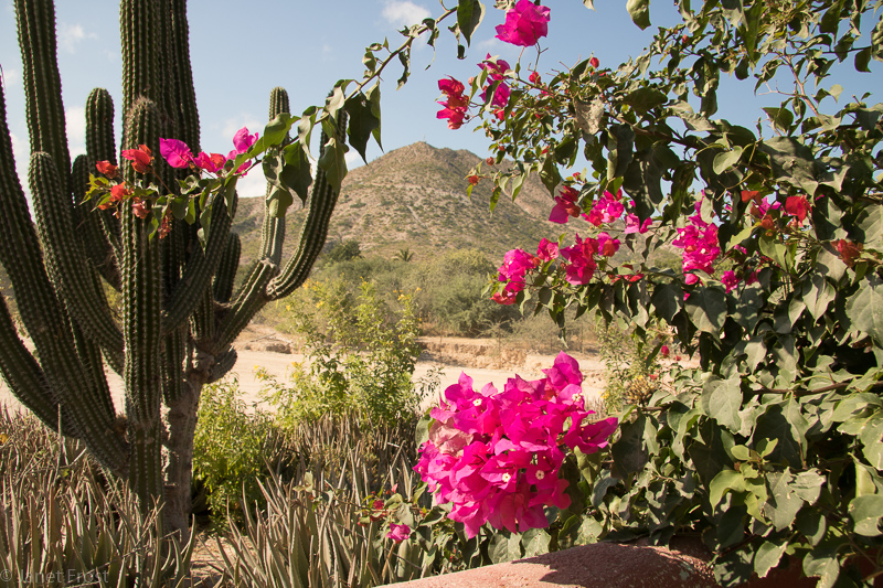 baja peninsula