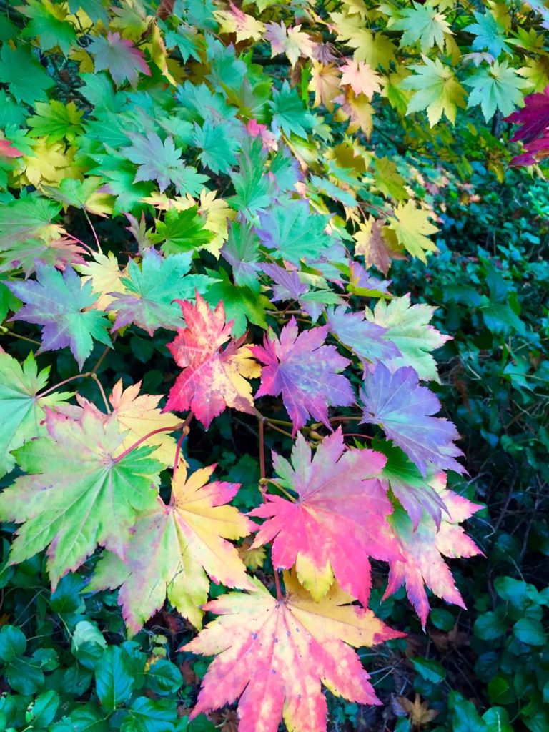 multicolor leaves of fall on one tree